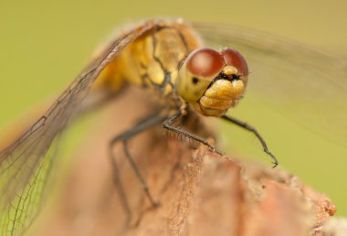 Sympetrum vulgatum