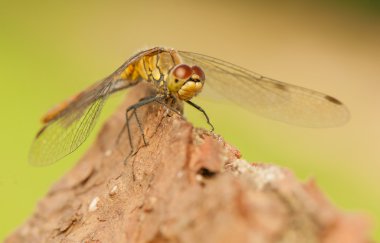 Sympetrum vulgatum