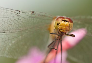 Sympetrum vulgatum
