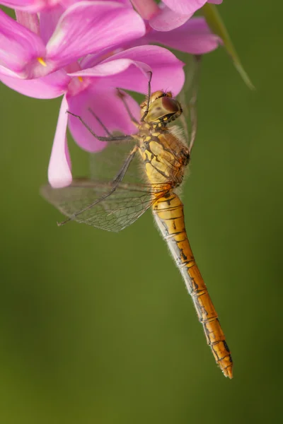 Sympetrum addertong — Stockfoto