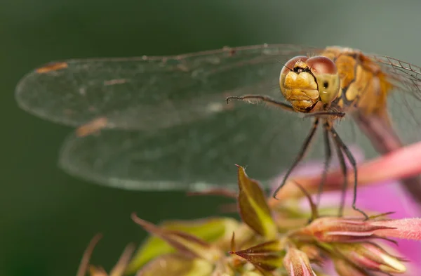 Sympetrum vulgatum — Stockfoto