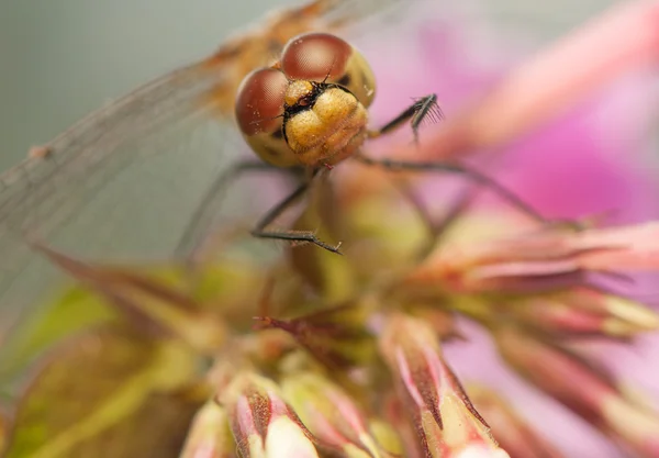 Sympetrum addertong — Stockfoto