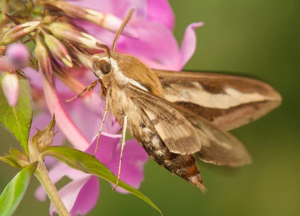 Hyles gallii — Stok fotoğraf