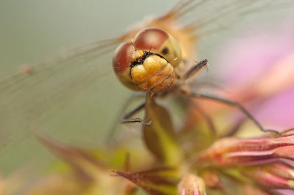 Sympetrum addertong — Stockfoto