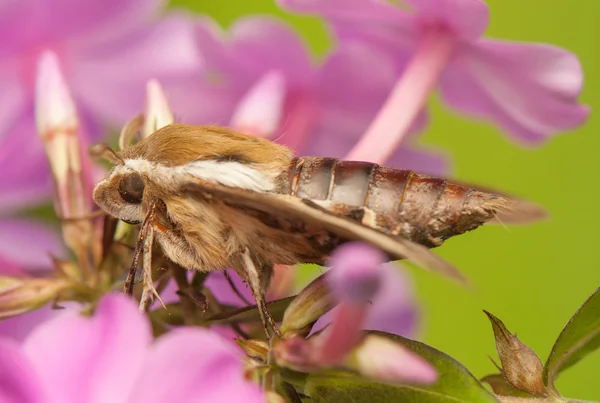 Gaillet du Sphinx — Photo