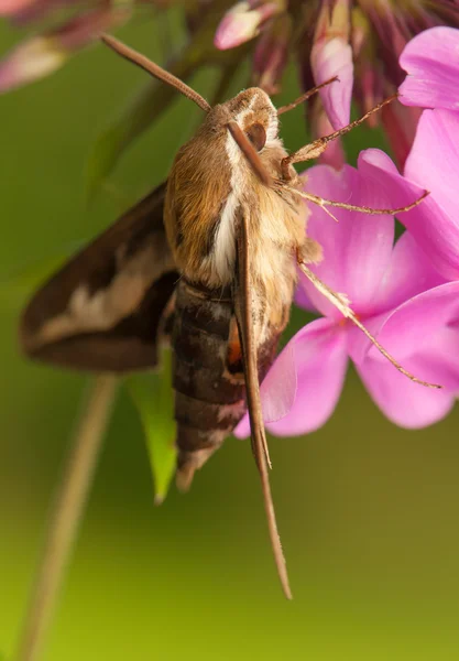 Hyles gallii — Stok fotoğraf