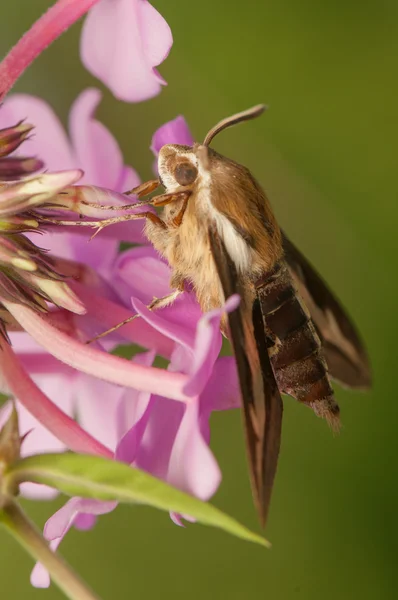 Hyles gallii — Stockfoto