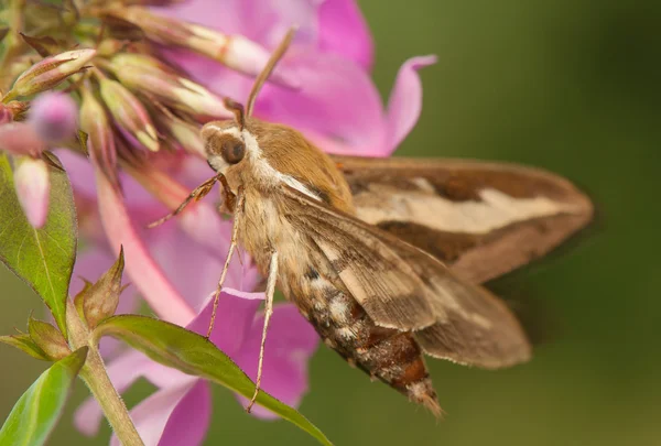 Hyles gallii — Foto de Stock