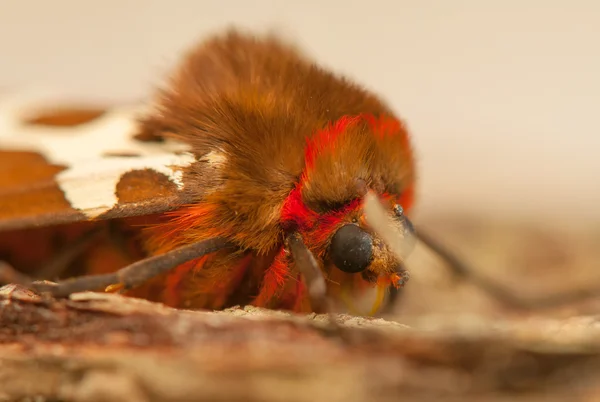 Arctia caja — Stockfoto