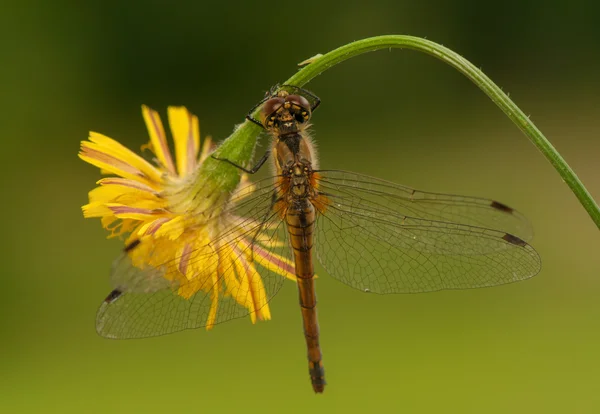 Sympetrum danae — Stock Photo, Image