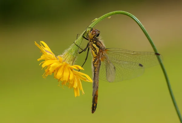 Sympetrum danae — Stockfoto