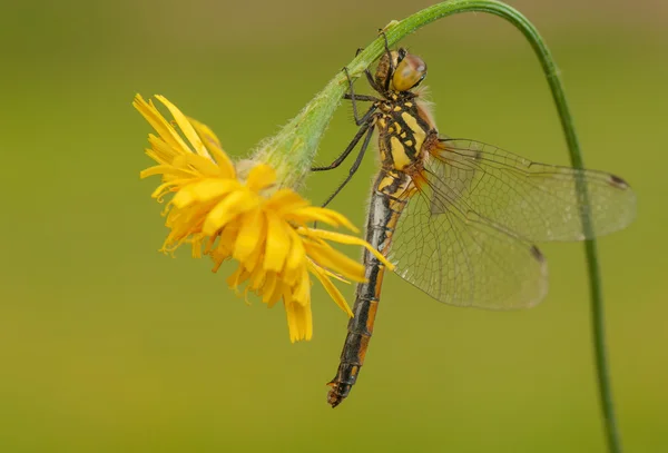 Sympetrum danae — Stockfoto