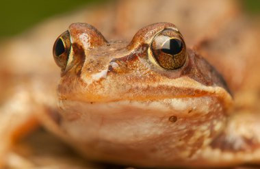 Rana temporaria