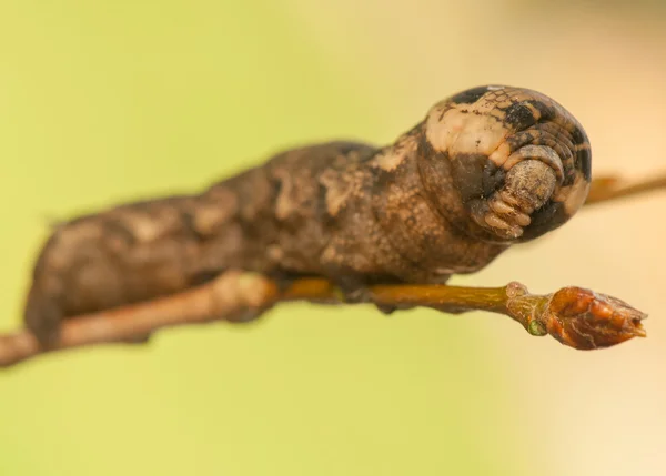 Lephila elpenor — стоковое фото