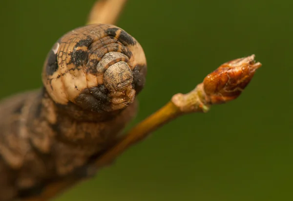 Deilephila elpenor — Stok fotoğraf