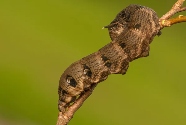 Lephila elpenor — стоковое фото