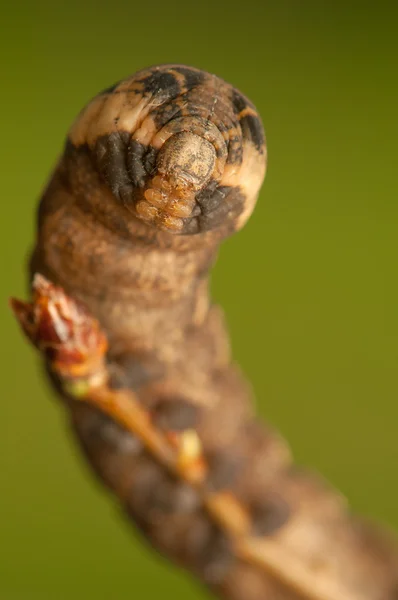 Deilephila elpenor — Stockfoto