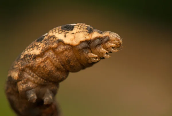 Deilephila elpenor — Stockfoto