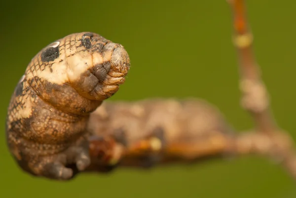 Deilephila elpenor — Stockfoto