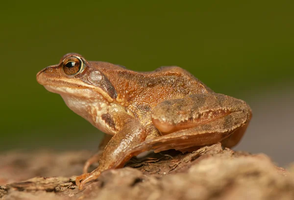 Temporaria de rana — Foto de Stock