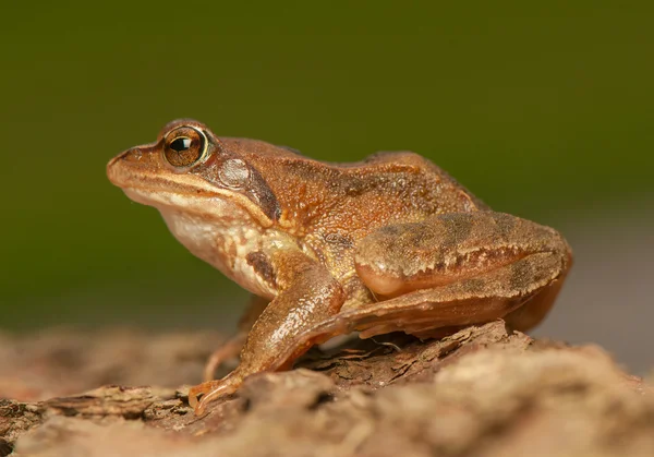 Rana temporaria — Stockfoto