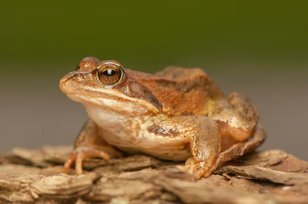 Rana temporaria — Stockfoto