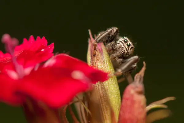 Aranha saltitante — Fotografia de Stock