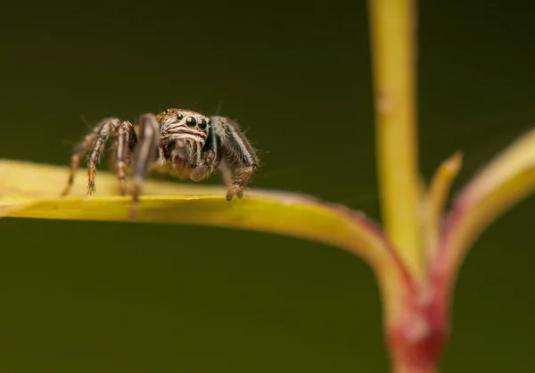 Jumping spider — Stock Photo, Image
