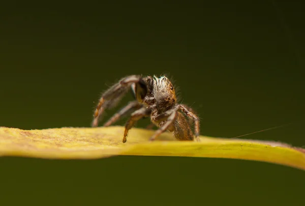 Araña saltarina — Foto de Stock