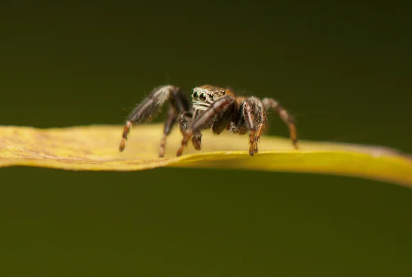 Aranha saltitante — Fotografia de Stock