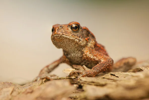 Bufo bufo — стокове фото