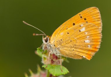 Lycaena virgaureae