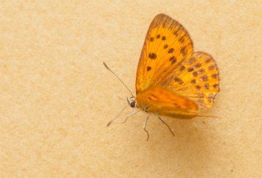 Lycaena virgaureae