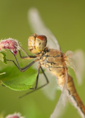 Sympetrum