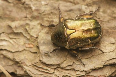 Cetonia aurata