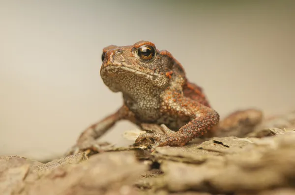 Bufo bufo — Stock Photo, Image