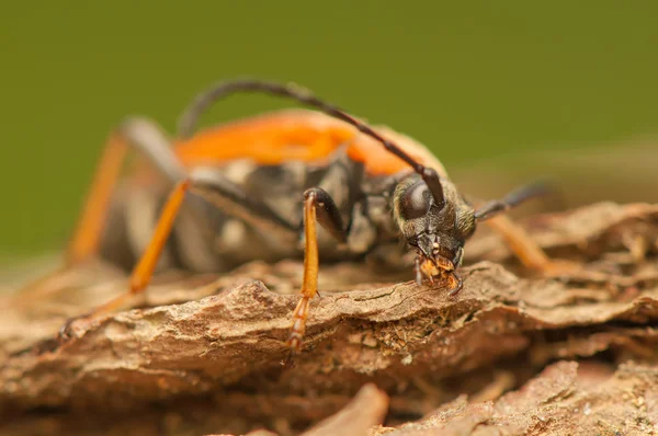 Stictoleptura rubra — Foto Stock