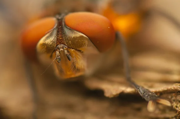 Fasia hemiptera — Fotografia de Stock