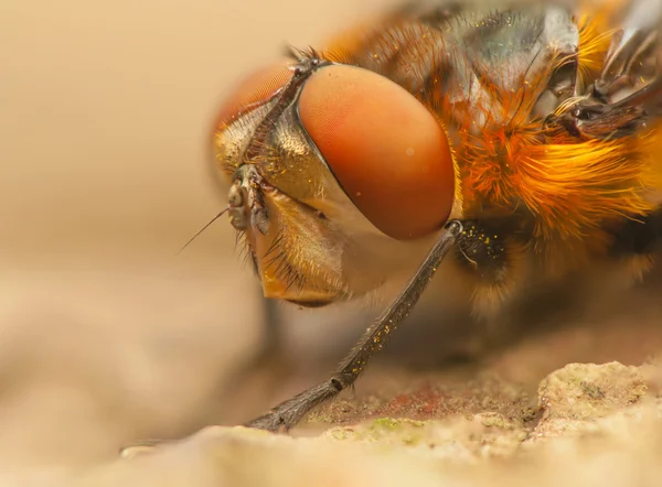 Fasia hemiptera — Fotografia de Stock