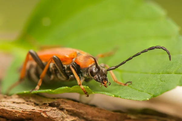 Stictoleptura rubra — Stockfoto