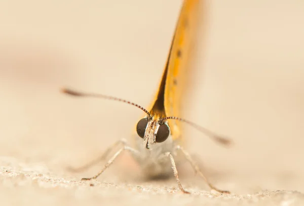 Lycaena virgaureae — Fotografia de Stock