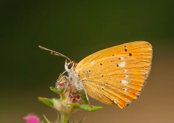 Lycaena virgaureae —  Fotos de Stock