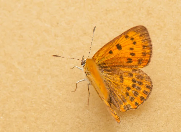 Lycaena virgaureae — Stock Photo, Image