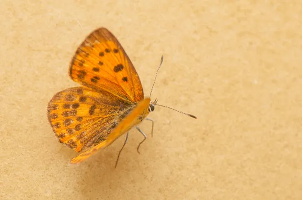 Lycaena virgaureae