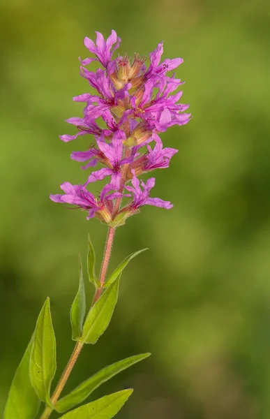 Flor — Foto de Stock