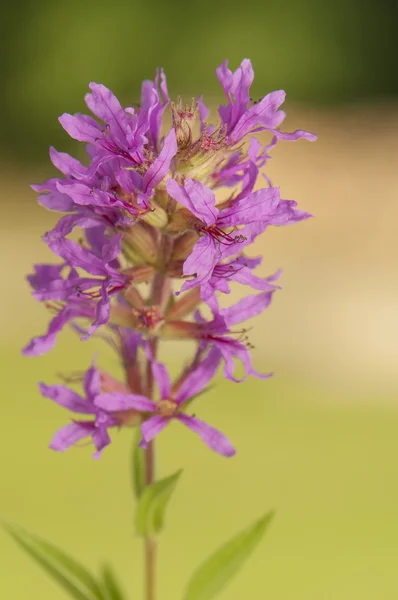 Blume — Stockfoto