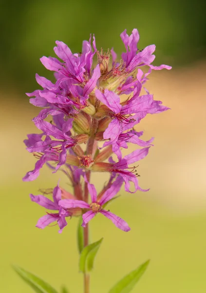 Blume — Stockfoto