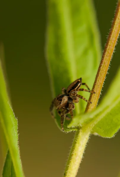 Springende spin — Stockfoto