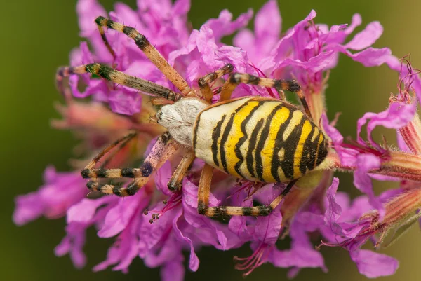 Argiope bruennichi — Stockfoto