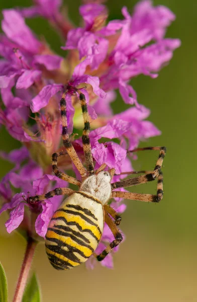 Argiope bruennichi — Stockfoto